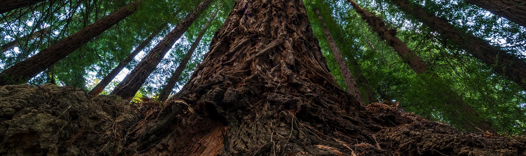 Sequoia roots