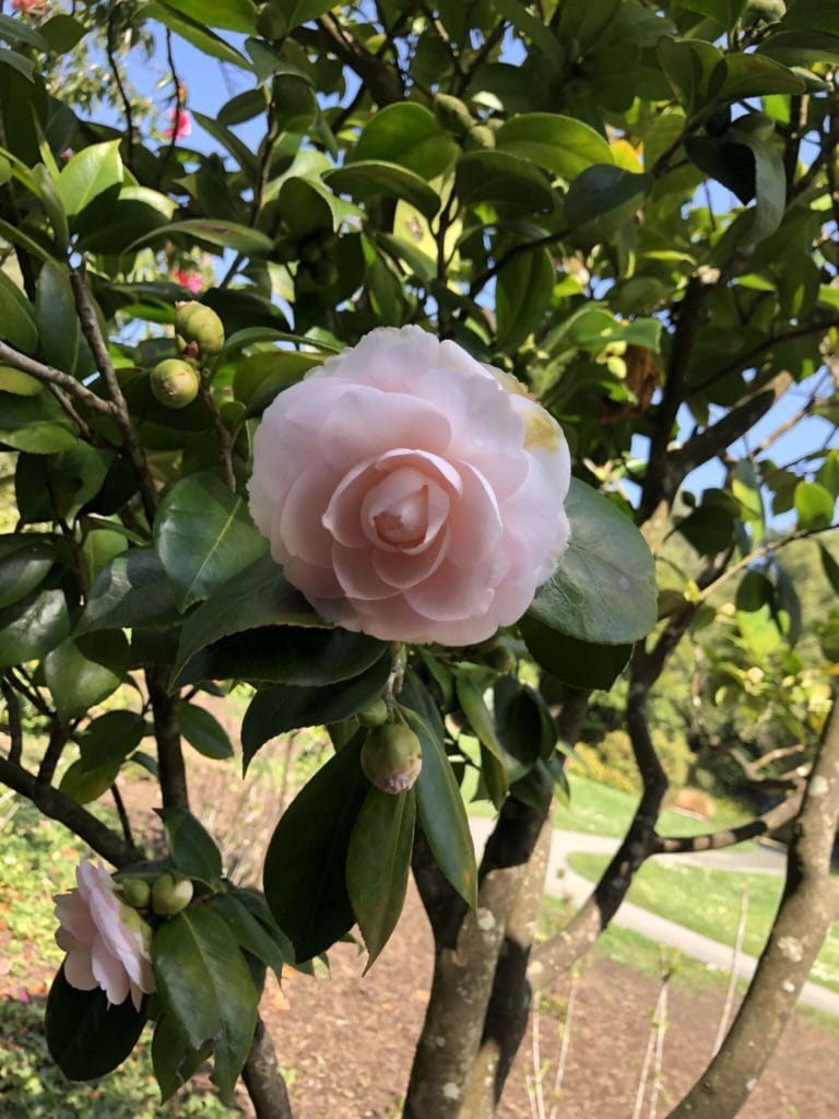Pink camellia blooming