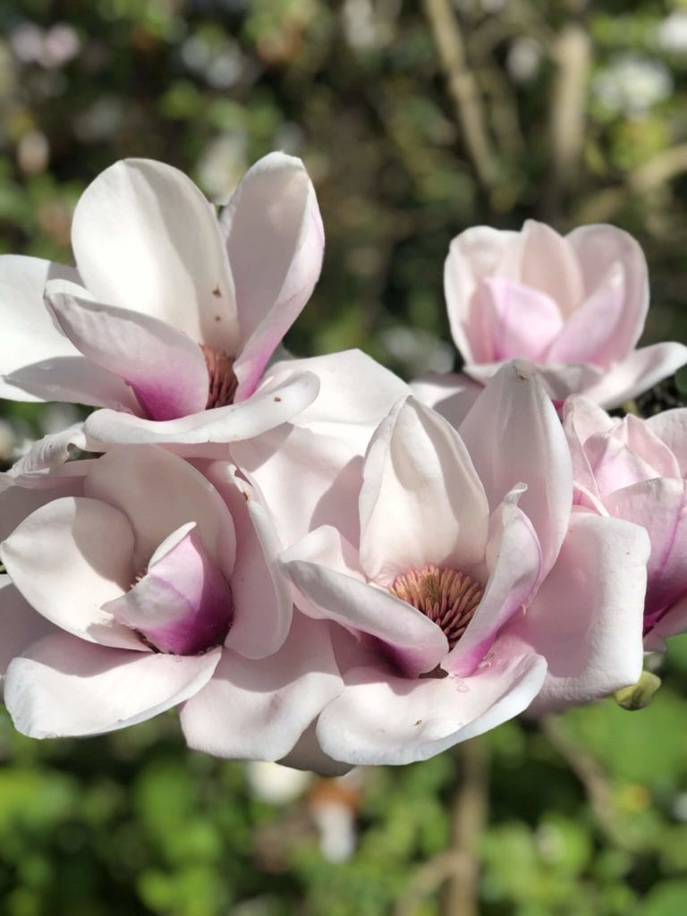 Pink and white magnolias in bloom