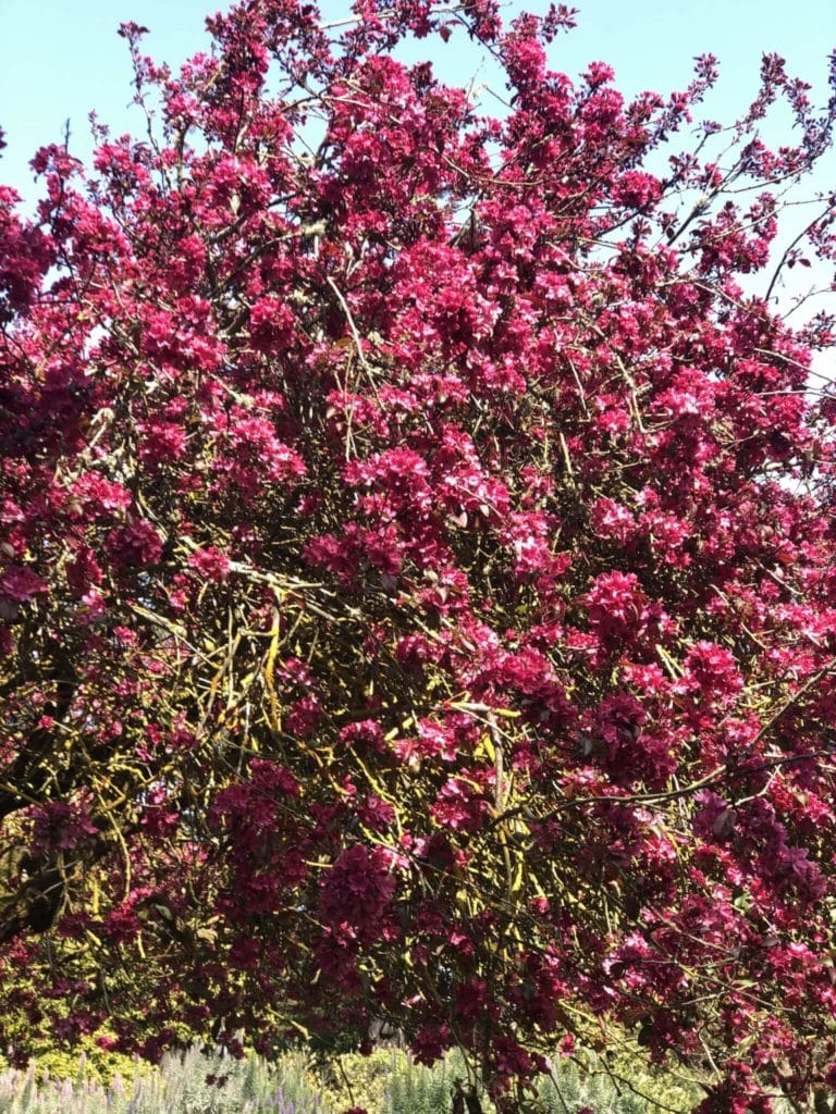 A large bush with fuchsia flowers