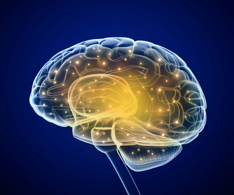 BRAIN HEALTH: How Your Lifestyle Can Impact Your Brain