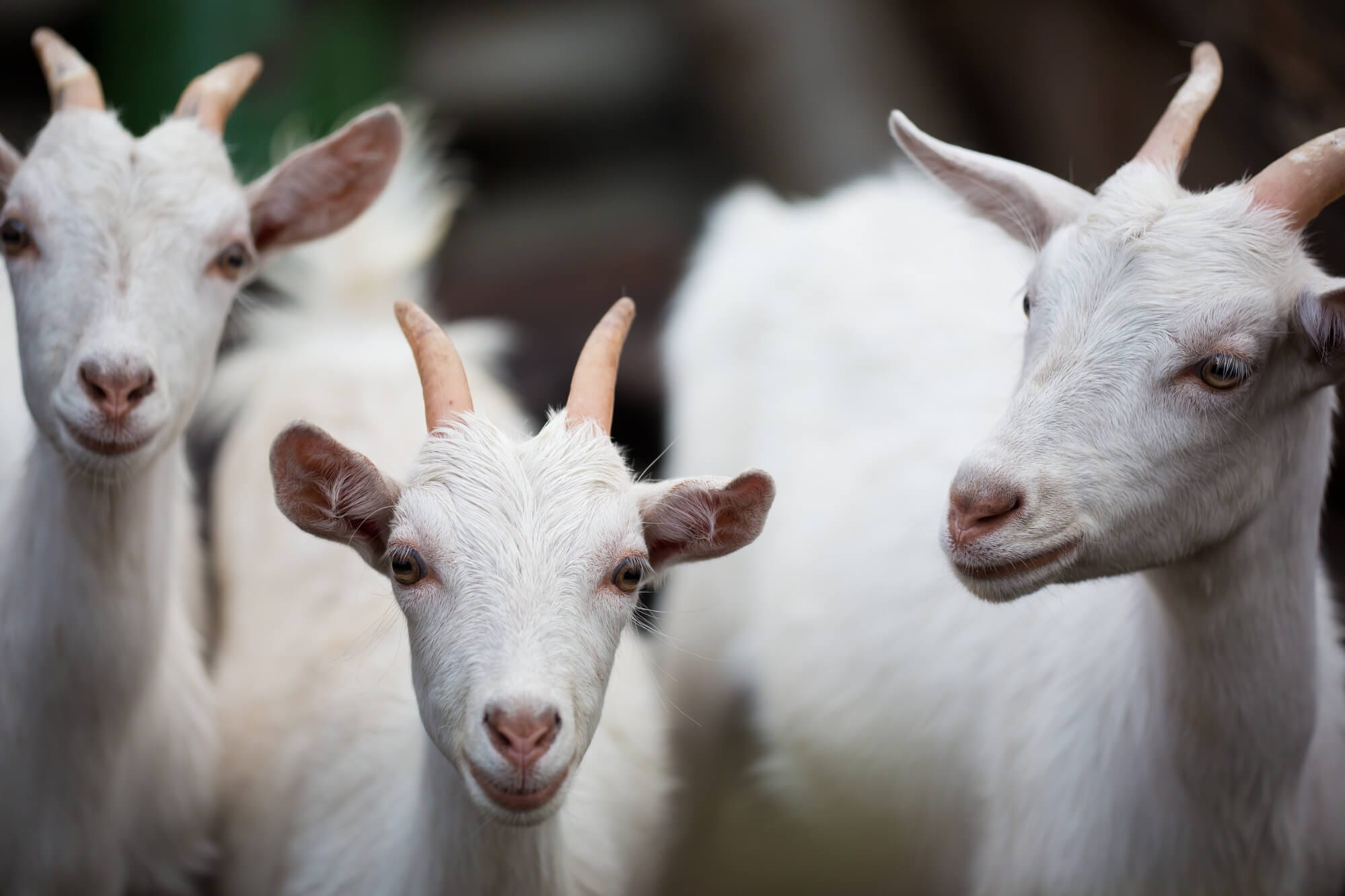 Waste Management. Image shows three white goats