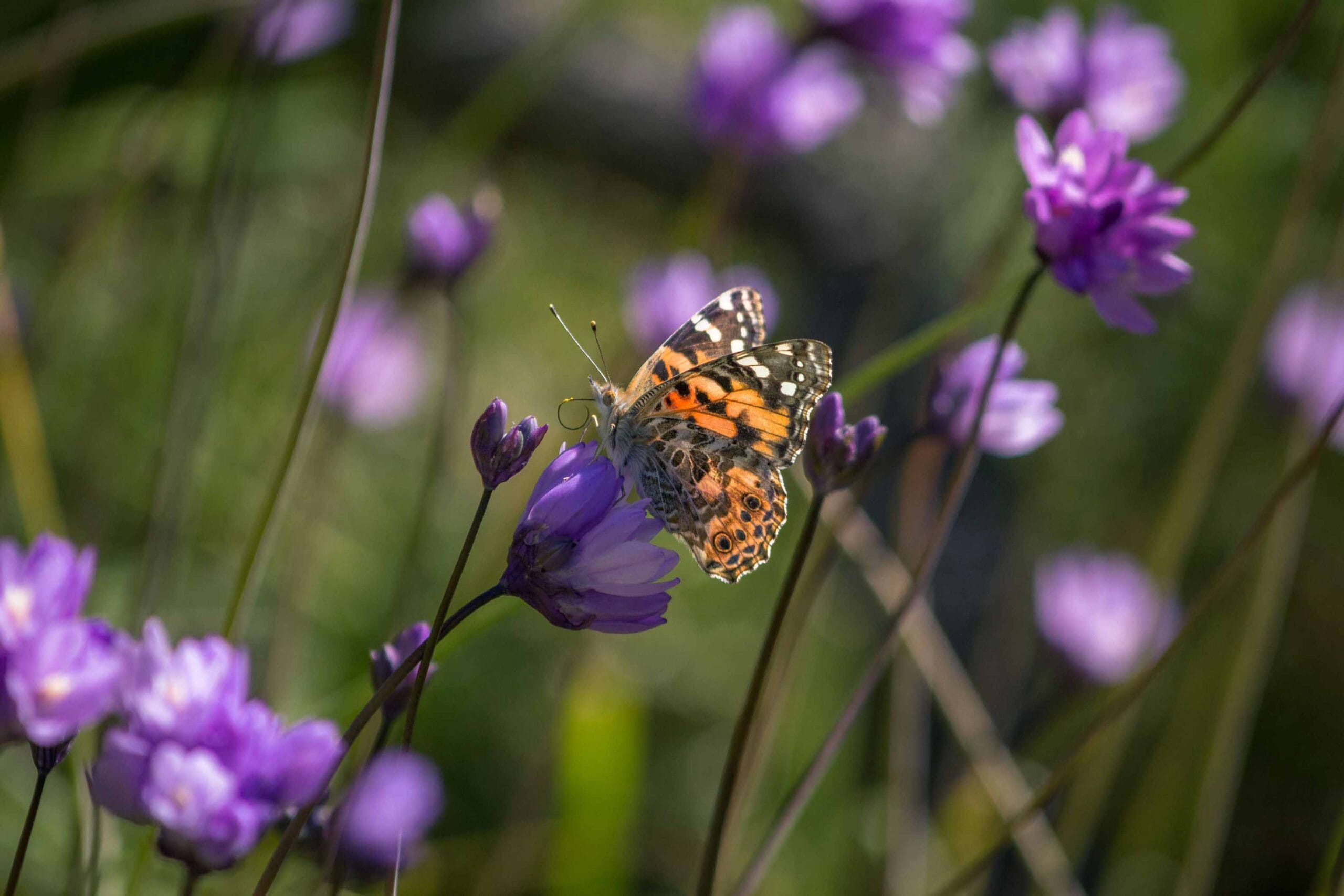 beautiful purple wildflowers with a brown and orange butterfly resting on top of the flower.